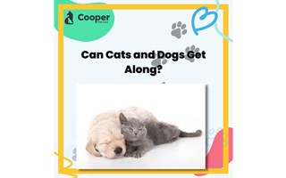 Cooper Pet Care